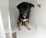 Small German Shepherd Dog Mix