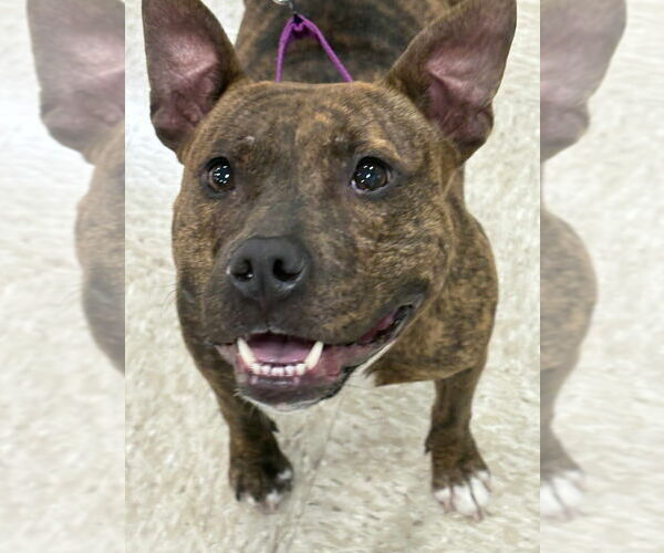 Medium Photo #14 American Pit Bull Terrier-American Staffordshire Terrier Mix Puppy For Sale in Wenonah, NJ, USA