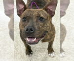 Small Photo #14 American Pit Bull Terrier-American Staffordshire Terrier Mix Puppy For Sale in Wenonah, NJ, USA