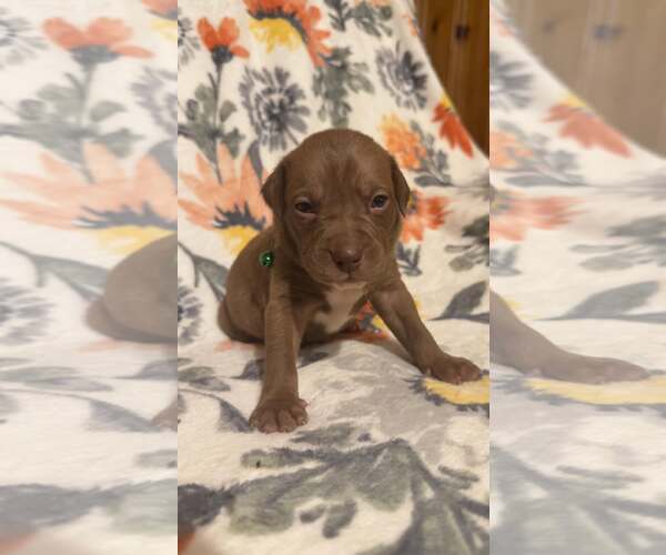 Medium Photo #3 Boxer-Unknown Mix Puppy For Sale in Holly Springs, NC, USA