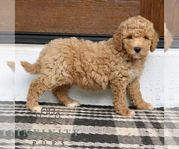 Medium Photo #5 Goldendoodle (Miniature) Puppy For Sale in PARADISE, PA, USA
