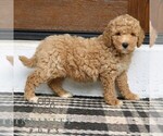 Small #4 Goldendoodle (Miniature)