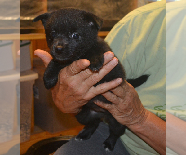 Medium Photo #3 Schipperke Puppy For Sale in SEYMOUR, MO, USA