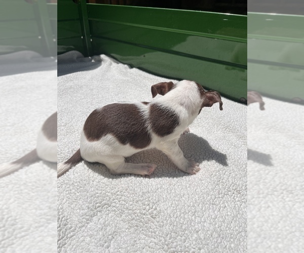 Medium Photo #4 Jack Chi Puppy For Sale in SAINT AUGUSTINE, FL, USA