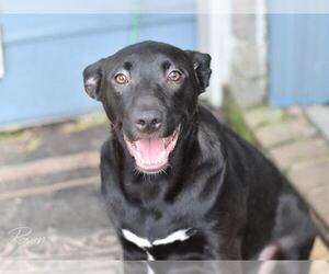 Labrador Retriever-Unknown Mix Dogs for adoption in Brewster, NY, USA