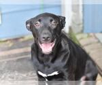 Small Labrador Retriever Mix