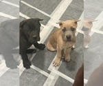 Small #8 Cane Corso