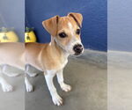 Small #2 Chihuahua Mix