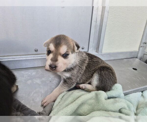 Medium Photo #1 German Shepherd Dog-Unknown Mix Puppy For Sale in Corona, CA, USA