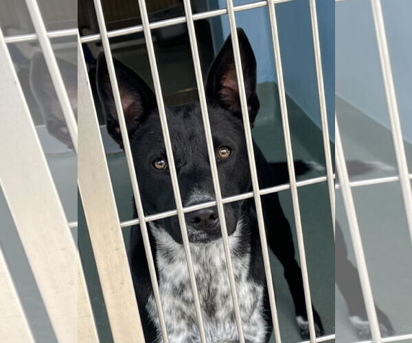 Medium Photo #1 Mutt Puppy For Sale in Pasadena, CA, USA