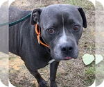 Small #4 American Pit Bull Terrier Mix