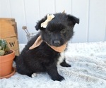 Small Photo #6 Pomimo Puppy For Sale in HONEY BROOK, PA, USA
