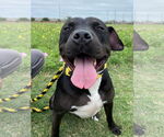 Small #18 American Staffordshire Terrier Mix