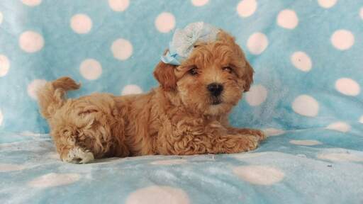 Medium Photo #5 Lhasa-Poo Puppy For Sale in EDEN, PA, USA