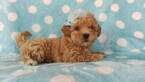 Small Photo #5 Lhasa-Poo Puppy For Sale in EDEN, PA, USA