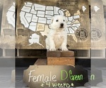 Puppy D Green female German Shepherd Dog