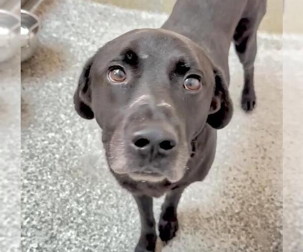 Medium Photo #2 Labrador Retriever-Unknown Mix Puppy For Sale in Houston, TX, USA