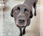 Small #1 Labrador Retriever Mix