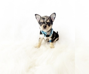 Chihuahua Puppy for sale in SACRAMENTO, CA, USA