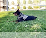 Small Photo #7 Doberman Pinscher Puppy For Sale in YUCCA VALLEY, CA, USA