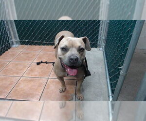 Mutt Dogs for adoption in Downey, CA, USA