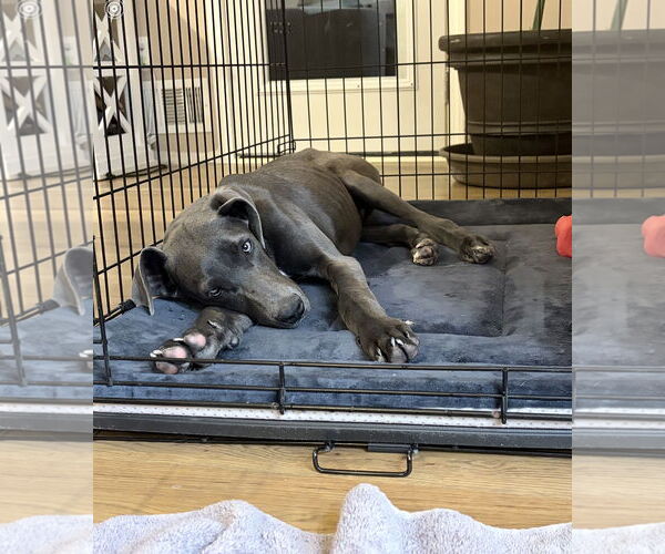 Medium Photo #4 Unknown-Weimaraner Mix Puppy For Sale in Ball Ground, GA, USA