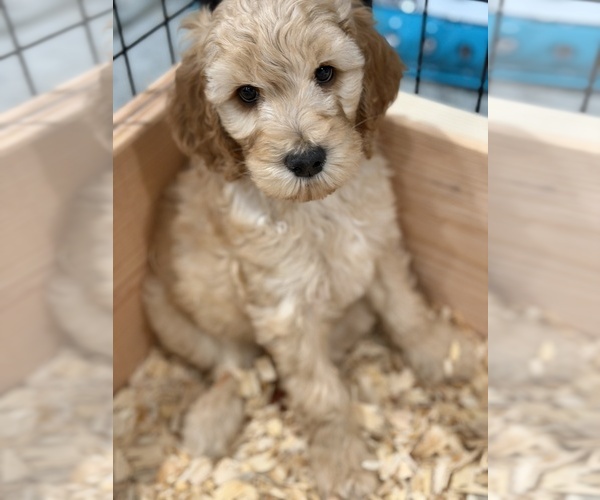 Medium Photo #5 Labradoodle Puppy For Sale in LAS VEGAS, NV, USA