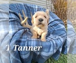 Puppy Tanner Golden Retriever
