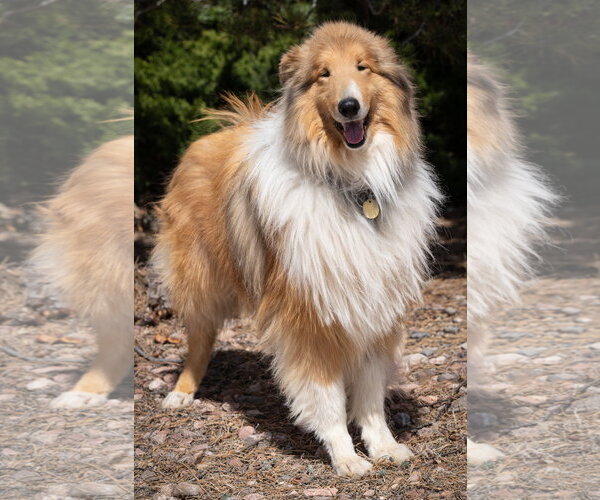 Medium Photo #2 Collie Puppy For Sale in Pueblo West, CO, USA