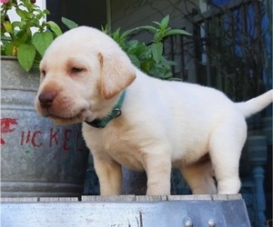 Labrador Retriever Puppy for Sale in SUNNYSIDE, Washington USA