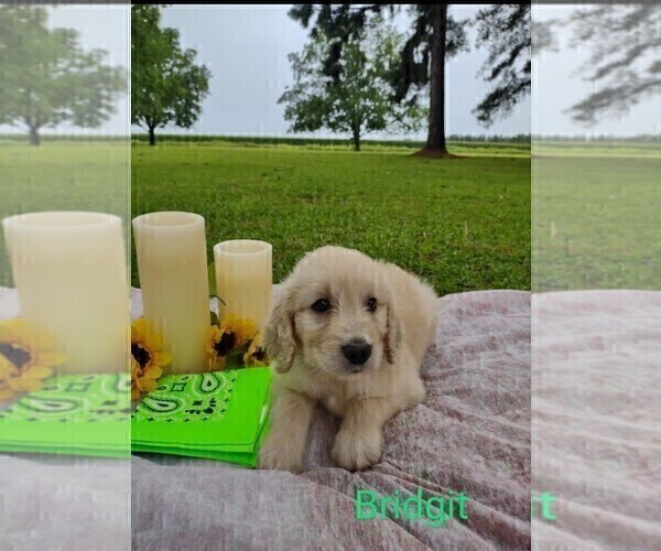 Medium Photo #4 Goldendoodle Puppy For Sale in MILLEN, GA, USA