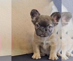 Small Photo #7 French Bulldog Puppy For Sale in PHILADELPHIA, PA, USA