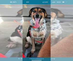 Beagle-Unknown Mix Dogs for adoption in Rustburg, VA, USA