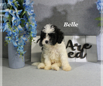 Small #14 Cavapoo