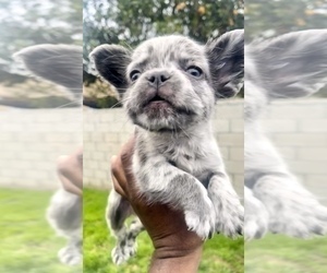 French Bulldog Puppy for sale in BEVERLY HILLS, CA, USA