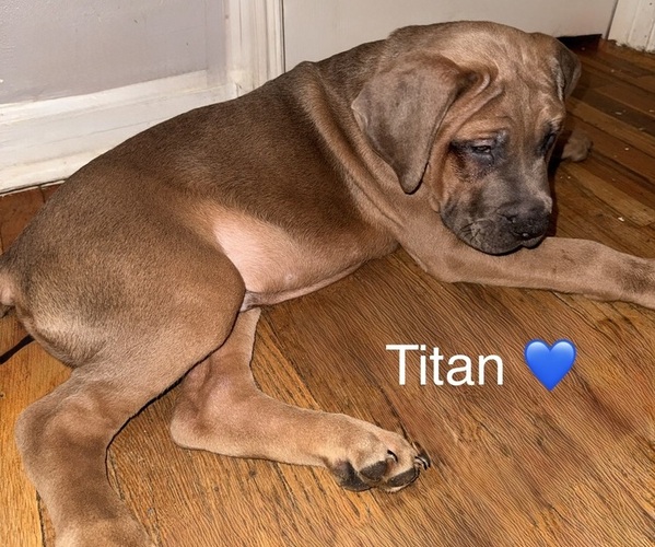 Medium Photo #1 Cane Corso Puppy For Sale in PHILADELPHIA, PA, USA