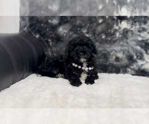 Cavapoo Puppy for sale in CAMPBELLSVILLE, KY, USA