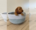 Puppy 6 Goldendoodle (Miniature)