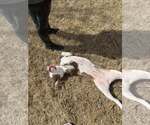 Small #7 American Staffordshire Terrier Mix