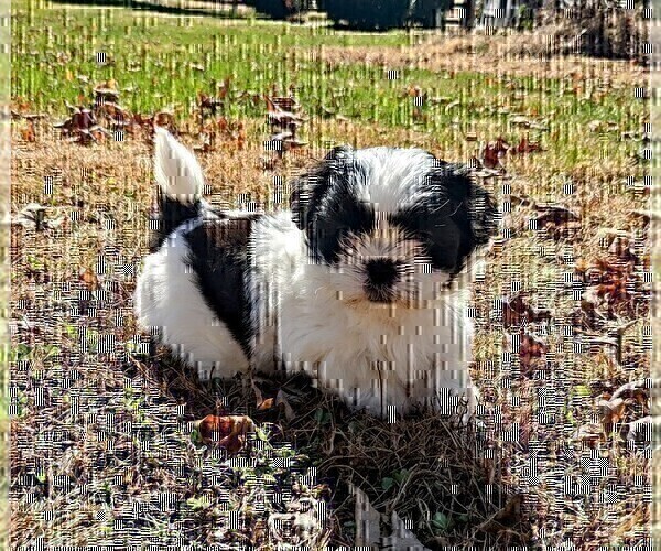 Medium Photo #7 Shih Tzu Puppy For Sale in BRIDGEWATER, VA, USA