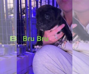 American Pit Bull Terrier-Unknown Mix Dogs for adoption in Belleville, MI, USA