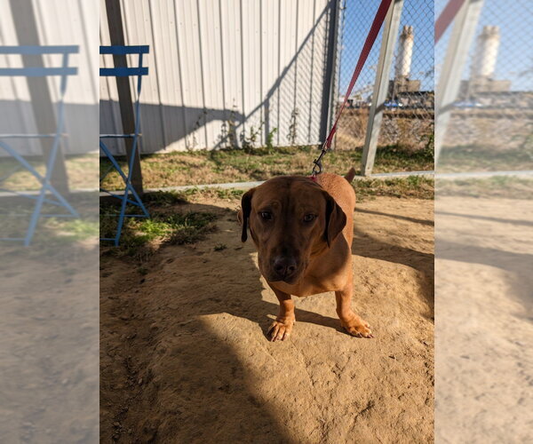 Medium Photo #2 Beagle-Unknown Mix Puppy For Sale in Evansville, IN, USA