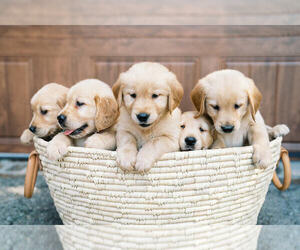 Golden Retriever Puppy for sale in PENN YAN, NY, USA