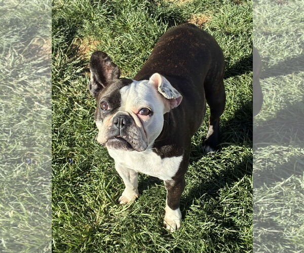 Medium Photo #4 Boston Terrier Puppy For Sale in Hesperia, CA, USA
