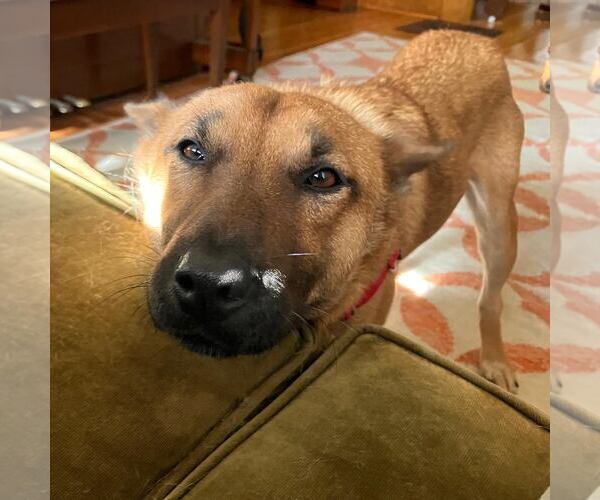 Medium Photo #8 Mutt Puppy For Sale in Princeton, MN, USA