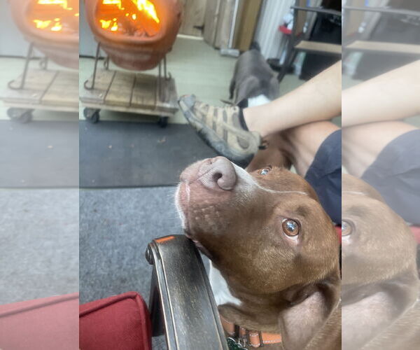 Medium Photo #7 Mutt Puppy For Sale in Mount Laurel, NJ, USA