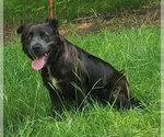 Small #1 Australian Shepherd-Bulldog Mix
