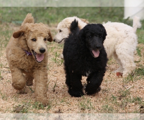 Medium Photo #17 Poodle (Standard) Puppy For Sale in GARWOOD, TX, USA