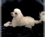 Small Photo #9 Poodle (Toy) Puppy For Sale in SAFFORD, AZ, USA