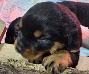 Rottweiler Puppy for sale in CONNEAUT TWP, PA, USA